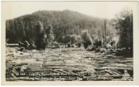 Coquille River Full of Port Orford Cedar Logs Awaiting Drive to Sea - Coos Bay - Sawyers