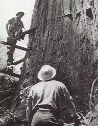 Logger Old Growth 1