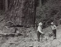 Logger Old Growth 2
