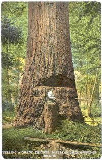 Logger Old Growth