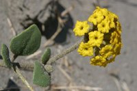 Abronia latifolia (yellow) - Malamud
