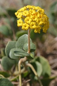 Abronia latifolia - Malamud