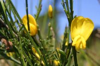 Cytisus scoparius (foliage and bloom) - Malamud