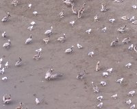 The Heads pelicans on agate beach