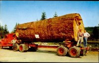 Logging truck One Log Load 1