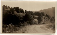 Hwy 101 - Myrtle Trees - Hiway 101 - Oregon - Dot Dotson - c1940