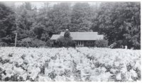 Langlois-Dairyville-lily-fields-2