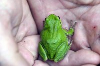 Sixes River Green Tree Frog 2007 - Malamud