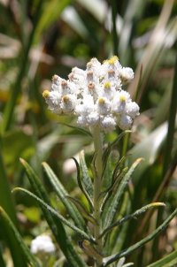 Anaphalis margaritacea (foliage) - Malamud