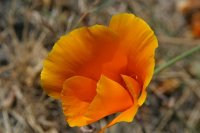 Eschscholzia californica - Malamud