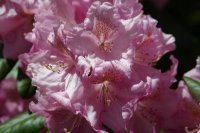Rhododendron macrophyllum - Malamud
