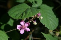 Rubus armeniacus - Malamud