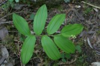 Smilacina racemosa - Malamud