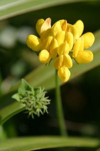 Thermopsis rhombifolia - Malamud