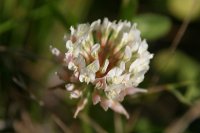 Trifolium repens - Malamud