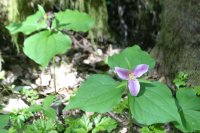 Trillium ovatum (foliage) - Malamud