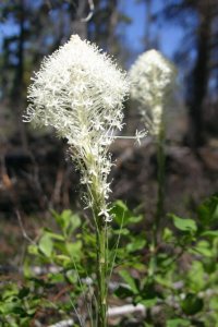 Xerophyllum tenax - Malamud