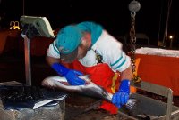 maritime people fish handler donny salmon 2004.10.25 2