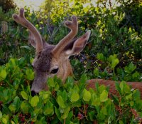 the heads trail buck 2003.03.20