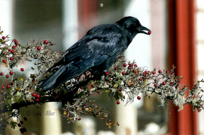 American Crow