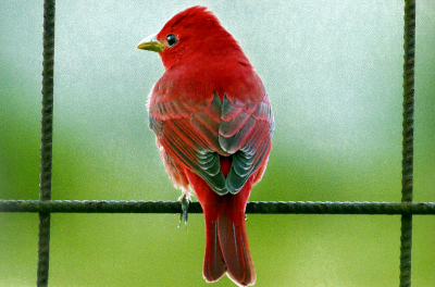 Summer Tanager