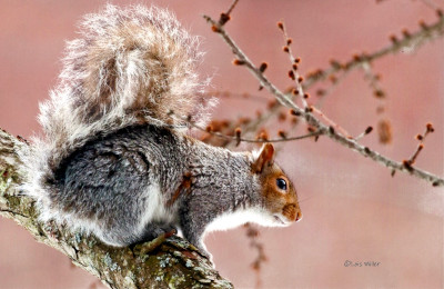 Eastern Gray Squirrel