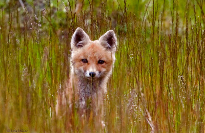 Red Fox