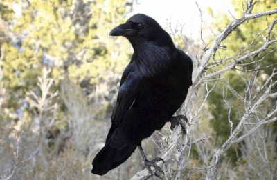 Common Raven