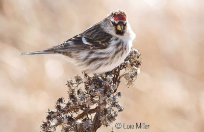 Common Redpoll