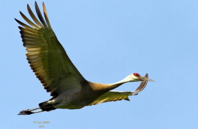 Sandhill Crane
