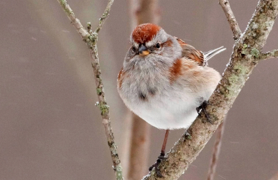 American Tree Sparrow
