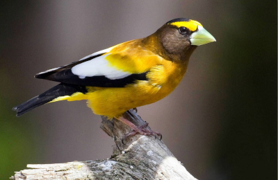  Evening Grosbeak
