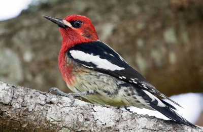 Red-Breasted Sapsucker