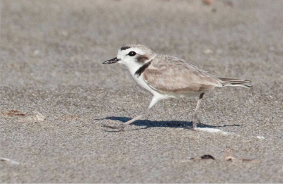 Snowy Plover