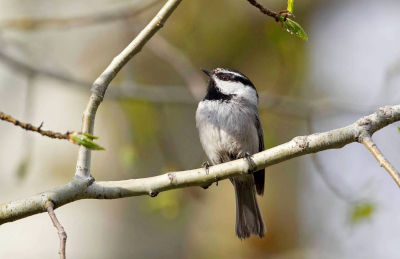 Mountain Chickadee