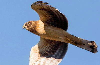 Northern Harrier