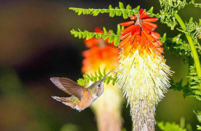 Rufous Hummingbird