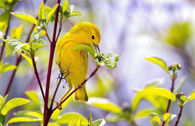 Yellow Warbler
