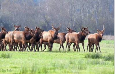 Sixes River Elk