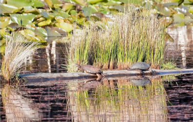 Turtles at Cape Blanco